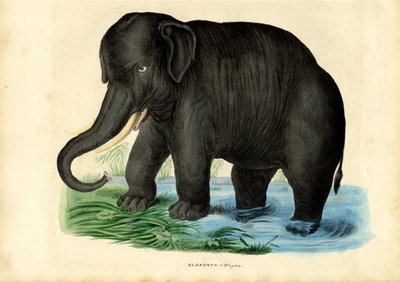 Asian Elephant, 1863-79 by Raimundo Petraroja